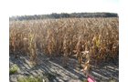 Property photo 6 - 65+/- Acres Offered in 2 Tracts